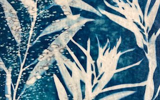 Nanette Moss_cyanotype_alstroemeria on teabag_crop.jpg