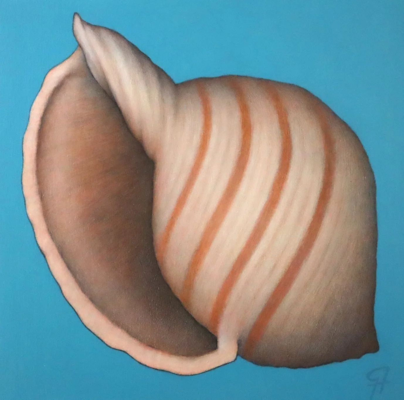 Shell # 4.JPG