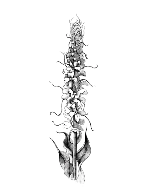 578_Phytology_Website-Mullein-Thumb.jpg
