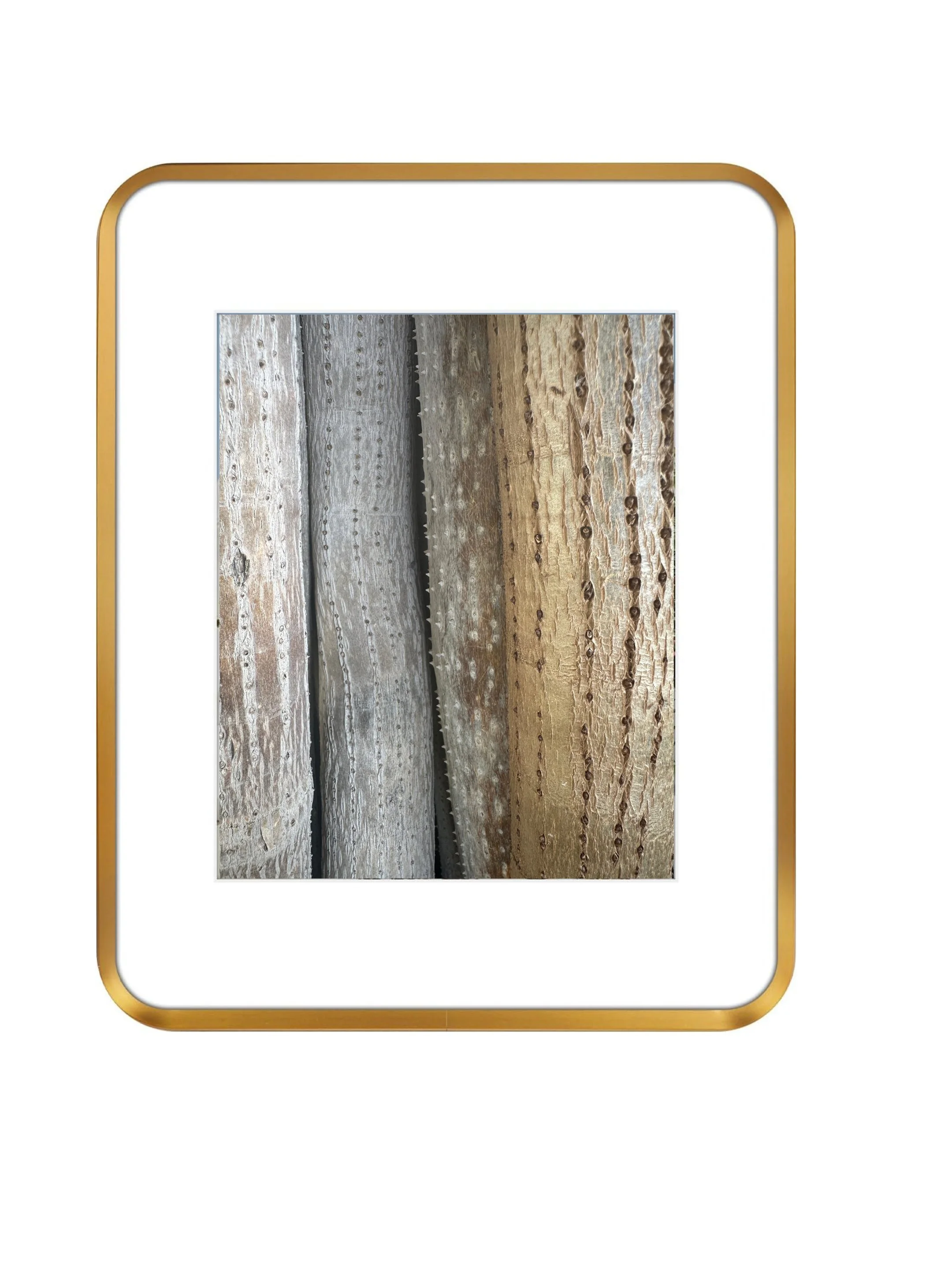 Pandanus