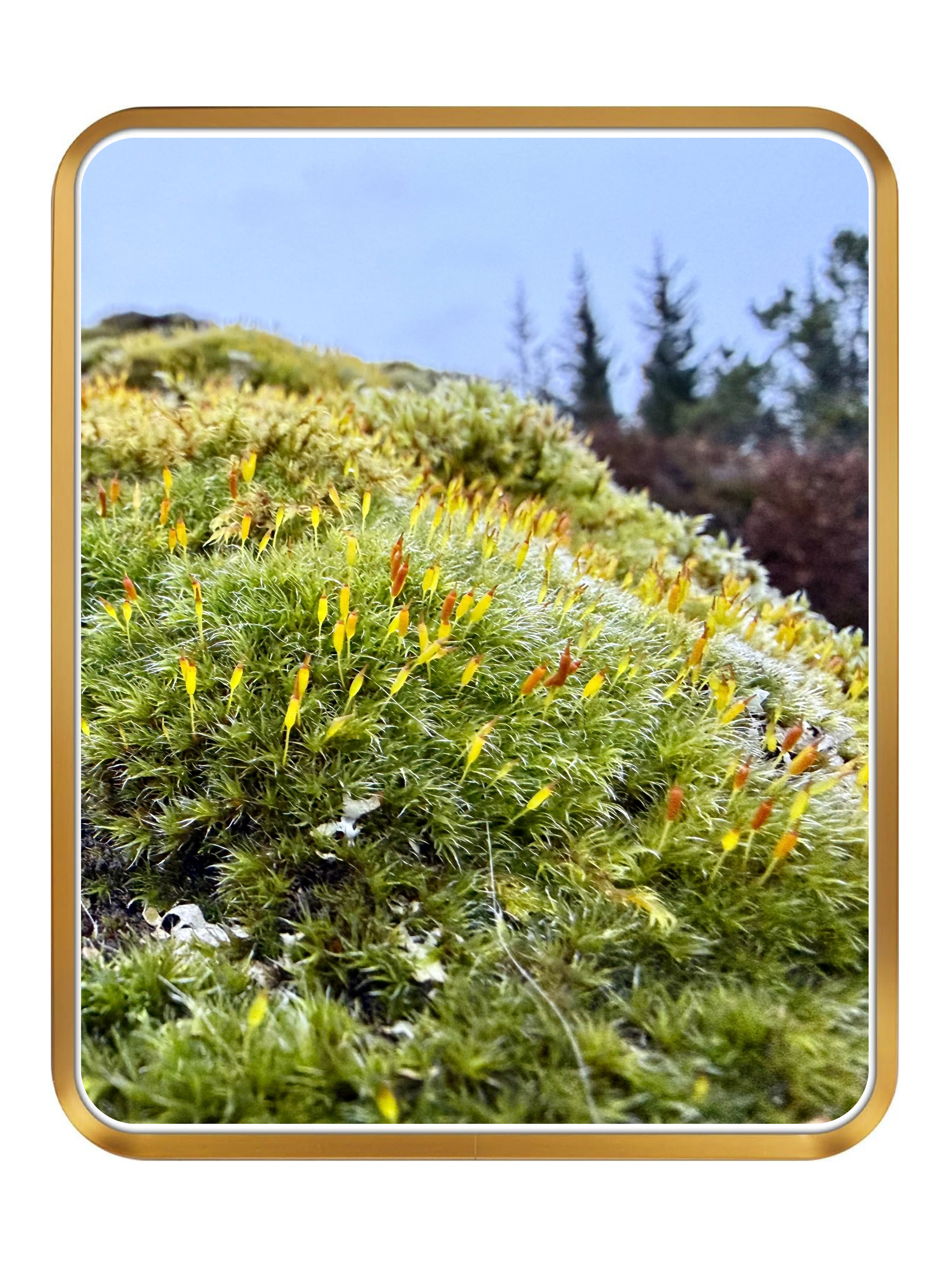 Small Worlds Moss Blanket, Þingvellir Full.png