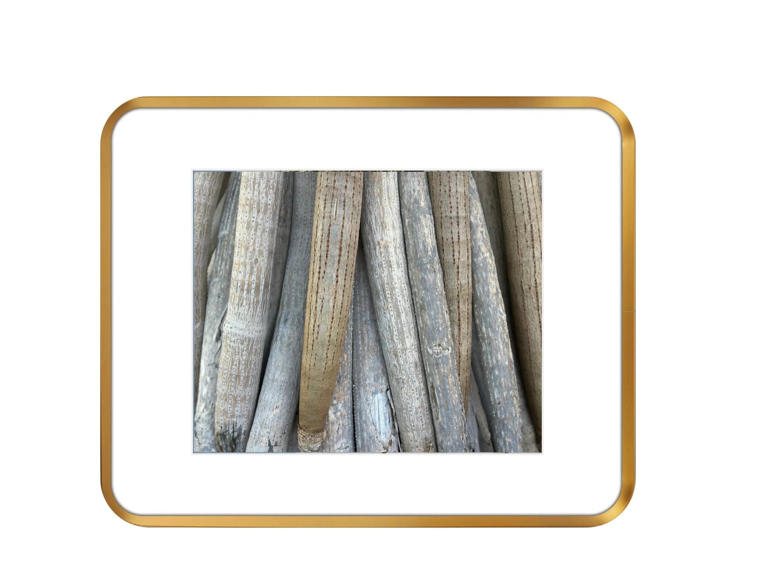 Pandanus 2