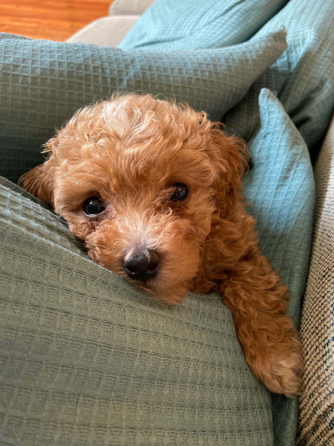 A cute toy poodle puppy surrounded by cushions