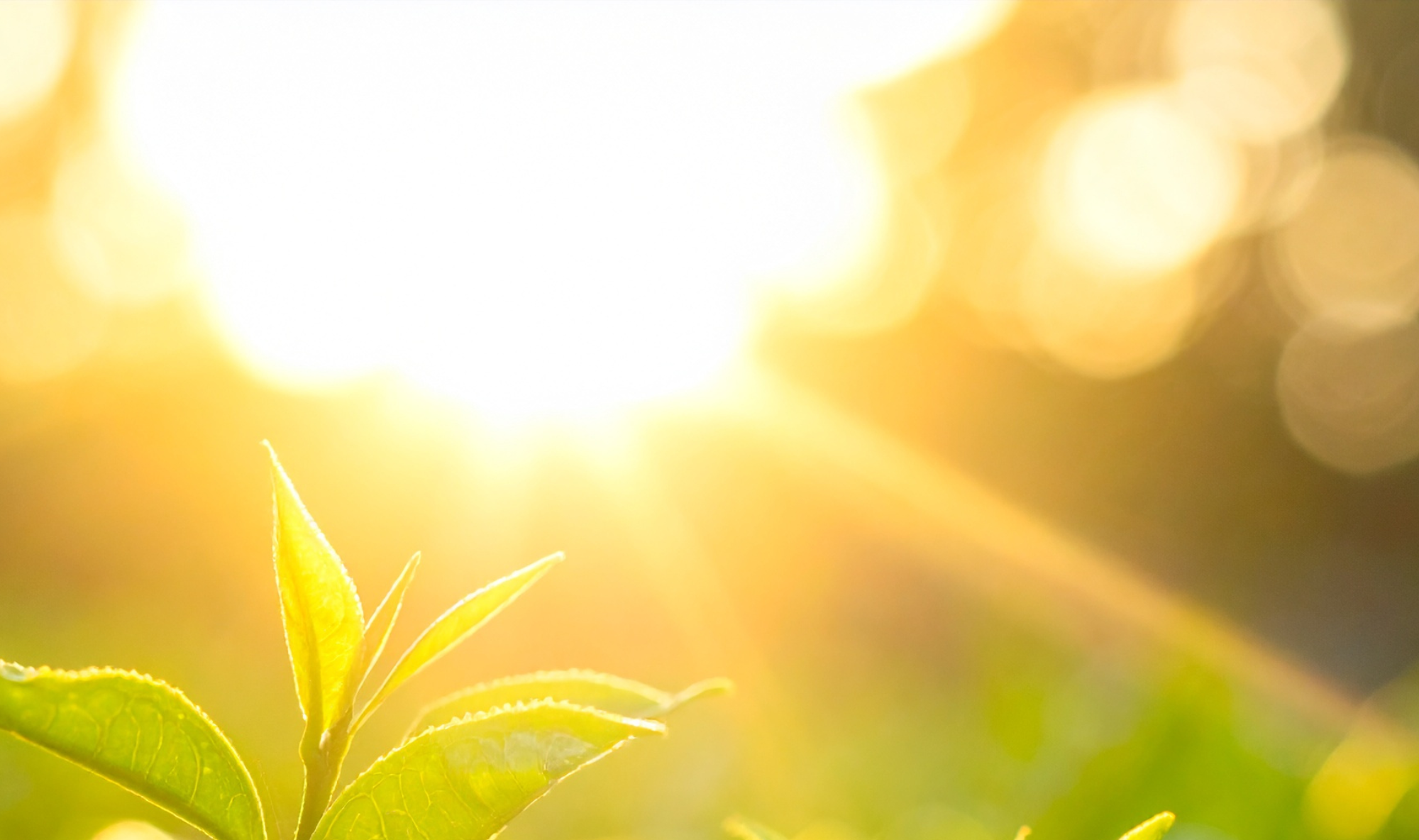 Sunlight shining through green leaves on a plant, with a text "Bring what is within you into the world.
Clearly. Authentically. With Impact."
