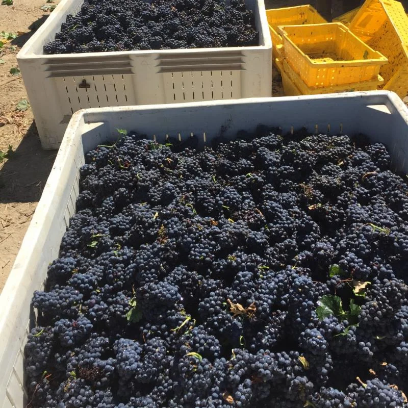 PINOT NOIR AUGUST 17.jpg