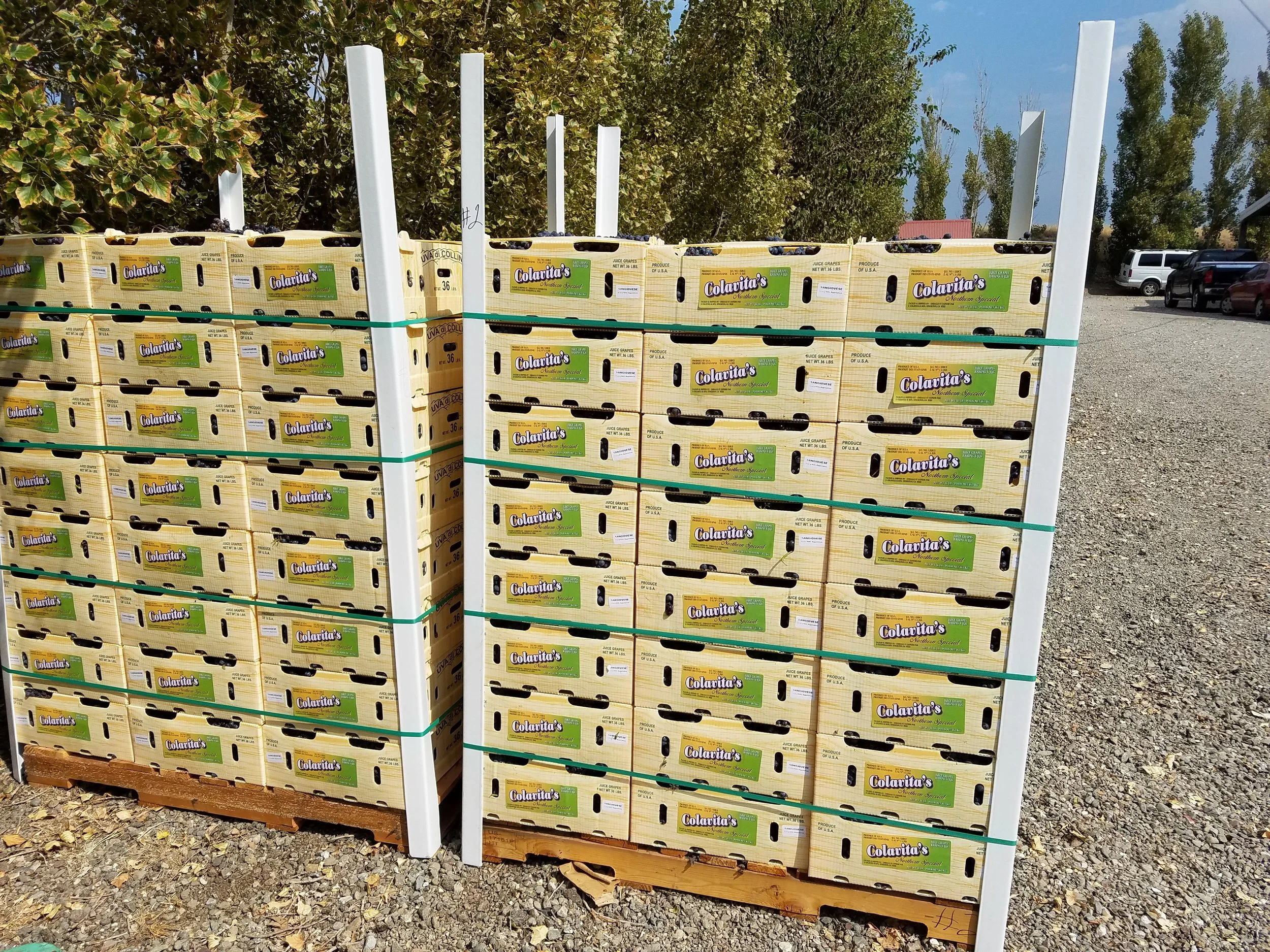 New pallets sangio.jpg