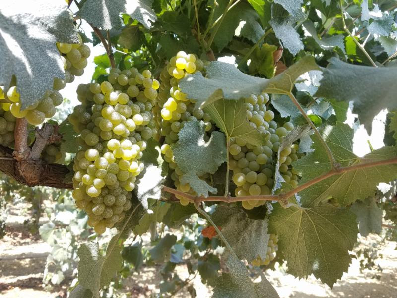 On the vine - 8-20-18