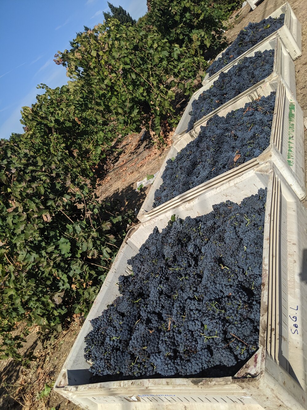 Head-pruned, Old Vine Petit Sirah