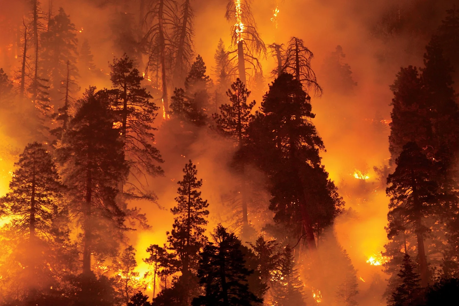 Earth is burning and run by psychopaths. But, there's hope...