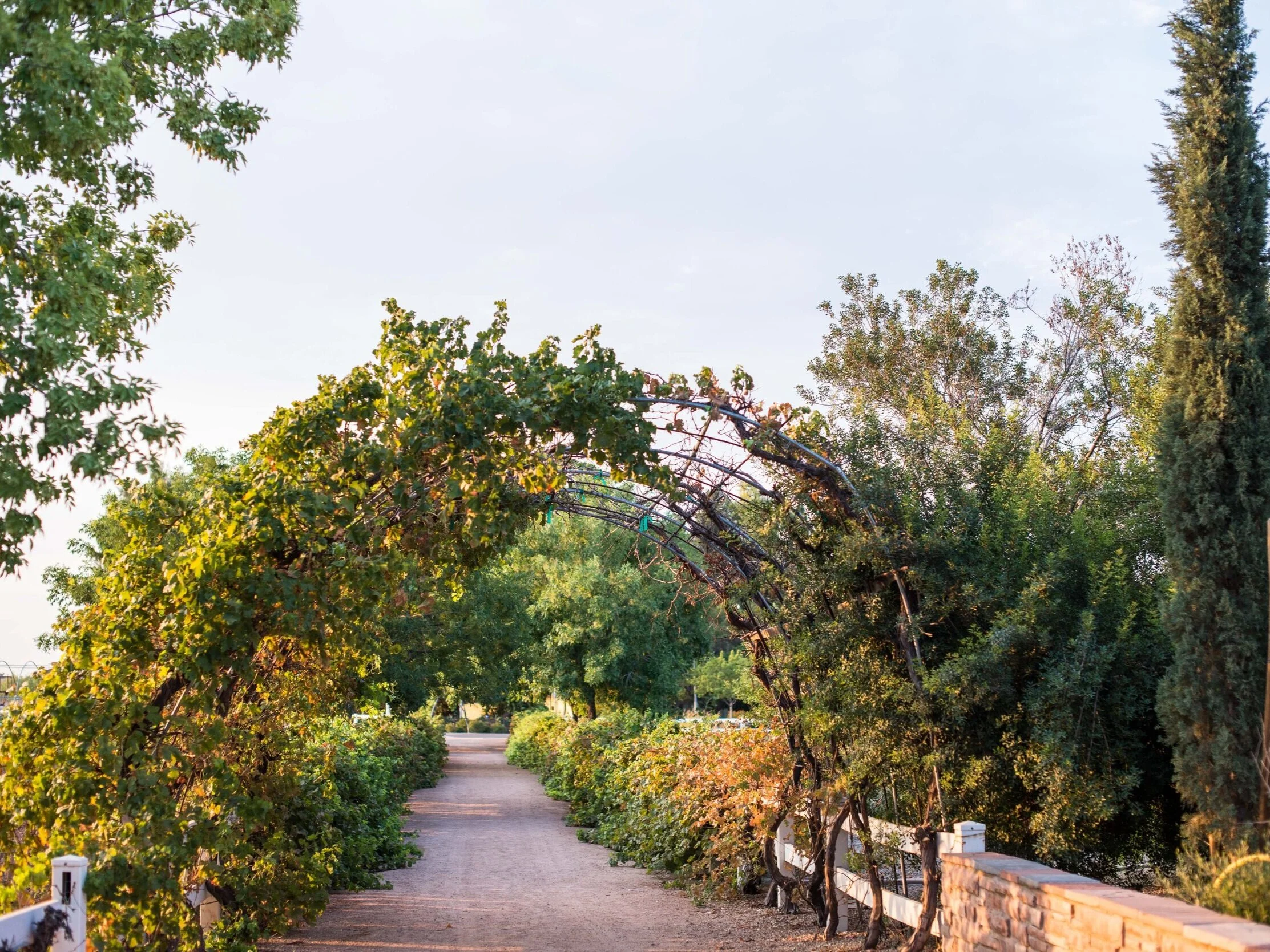 grape vines arching over walking path