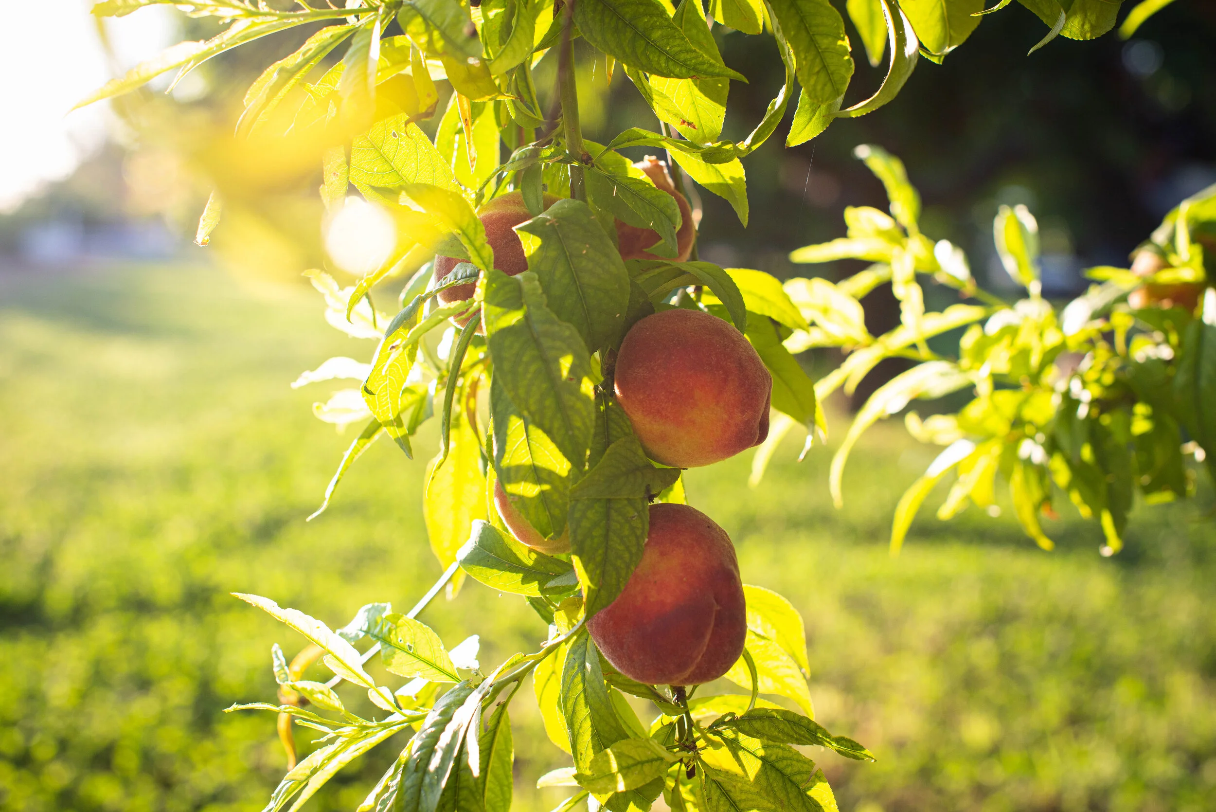 peach on the tree sun behind it
