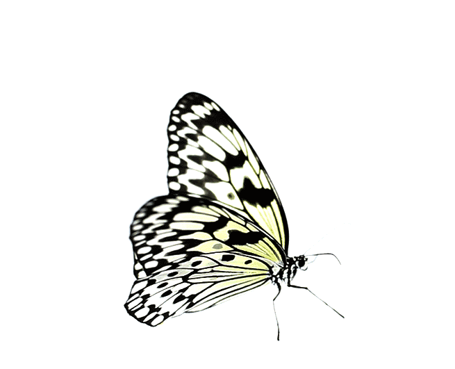 I abide by the Butterfly Effect: The phenomenon whereby a small localized change in a complex system can have a surprisingly large impact.