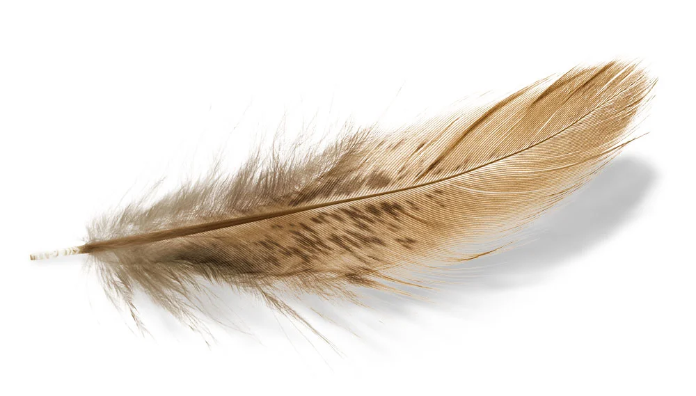 newagency_feather.jpg