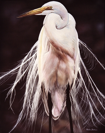 White Ergret