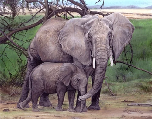Elephants