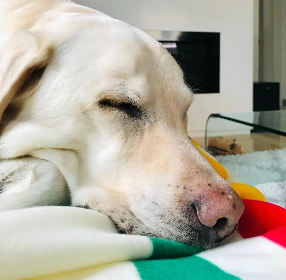 Happy 13th Birthday to our sweet Finn! We have a teenager in the house🤣 He had a four course meal consisting of homemade beef t-bone consume, egg tar tar, deconstructed Irish stew &amp; beef tar tar🤣 We love you so much Finnegan Galileo❤️