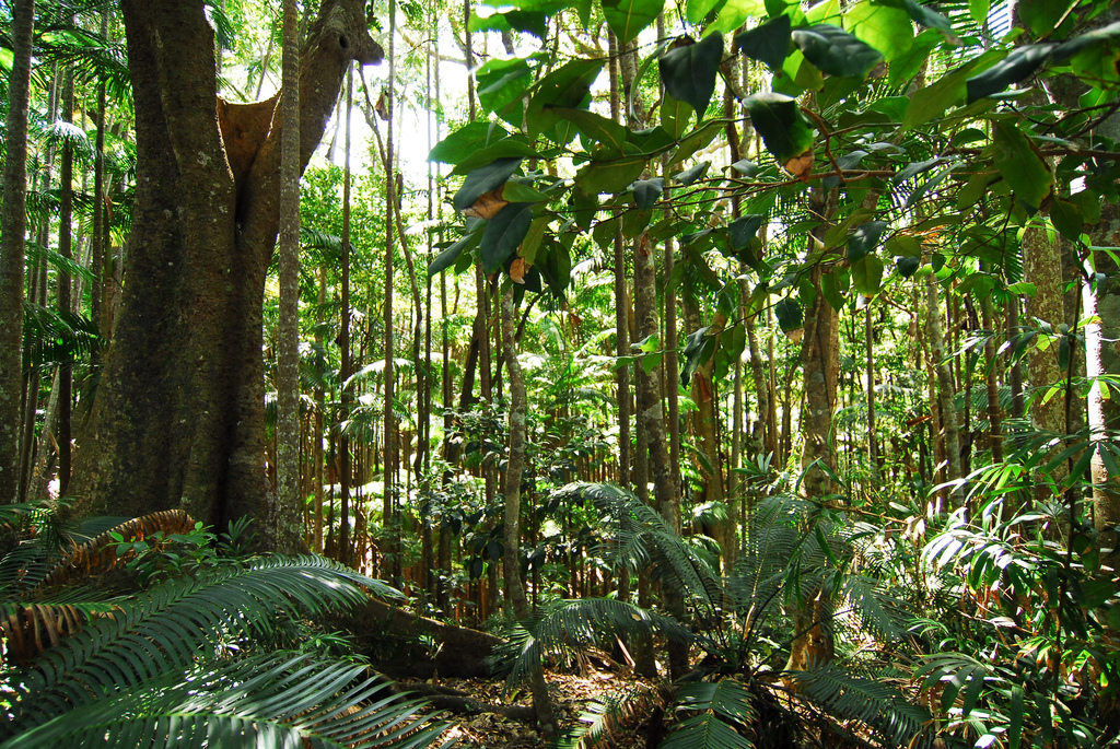RainforestcrJoFlickr.jpg