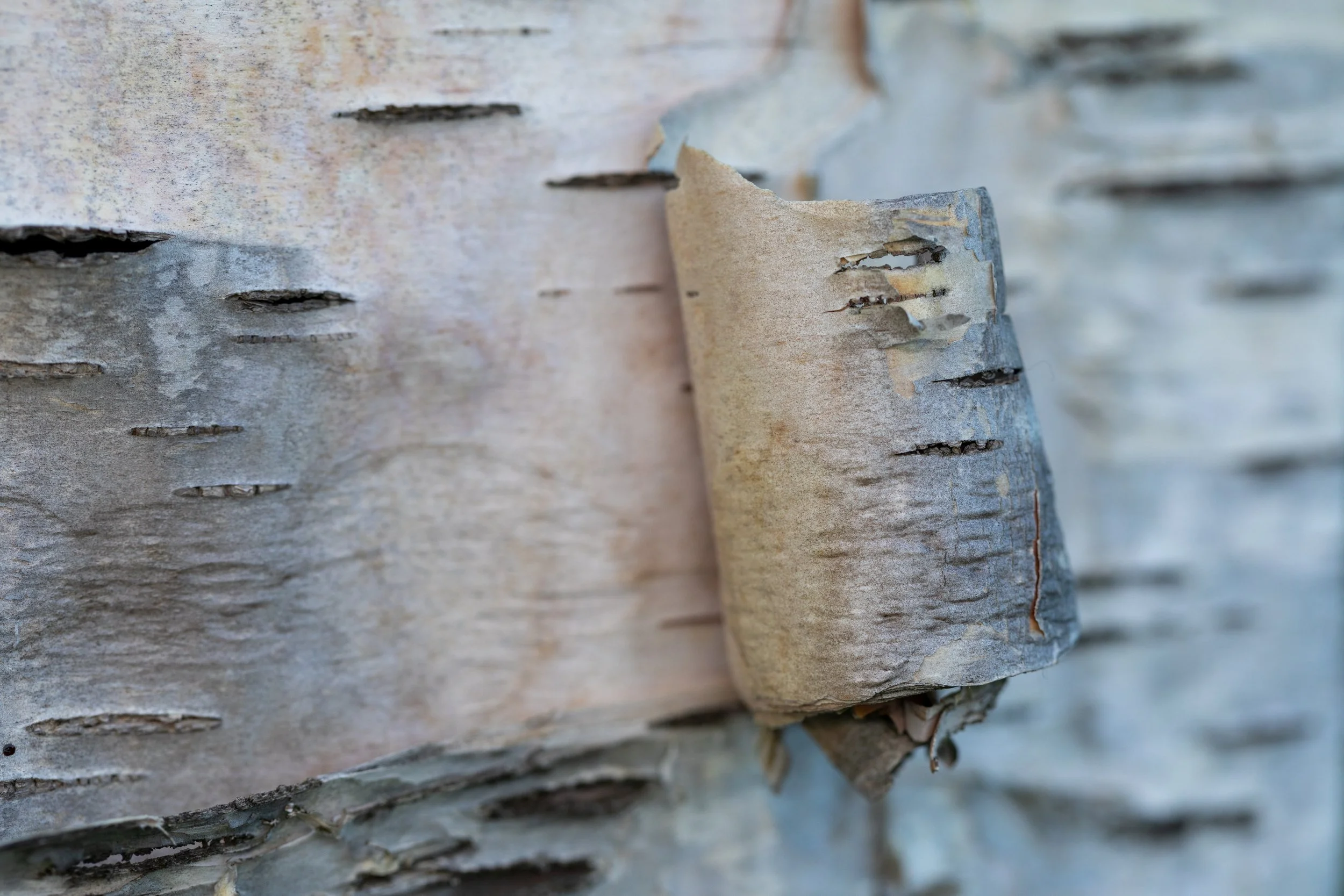 Birch+Bark_269882893.jpeg
