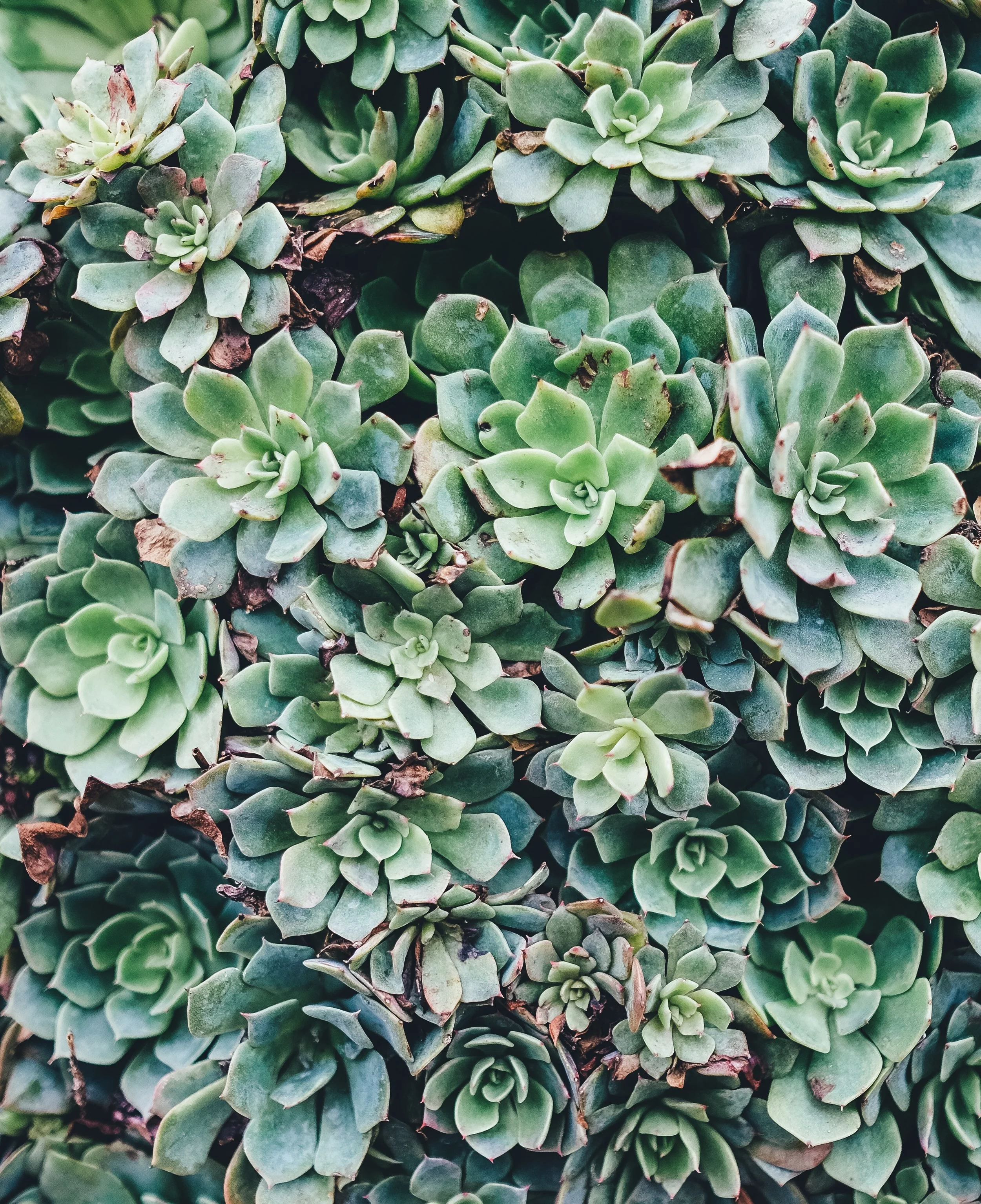 stone lotus flower - Photo by Annie Spratt on Unsplash