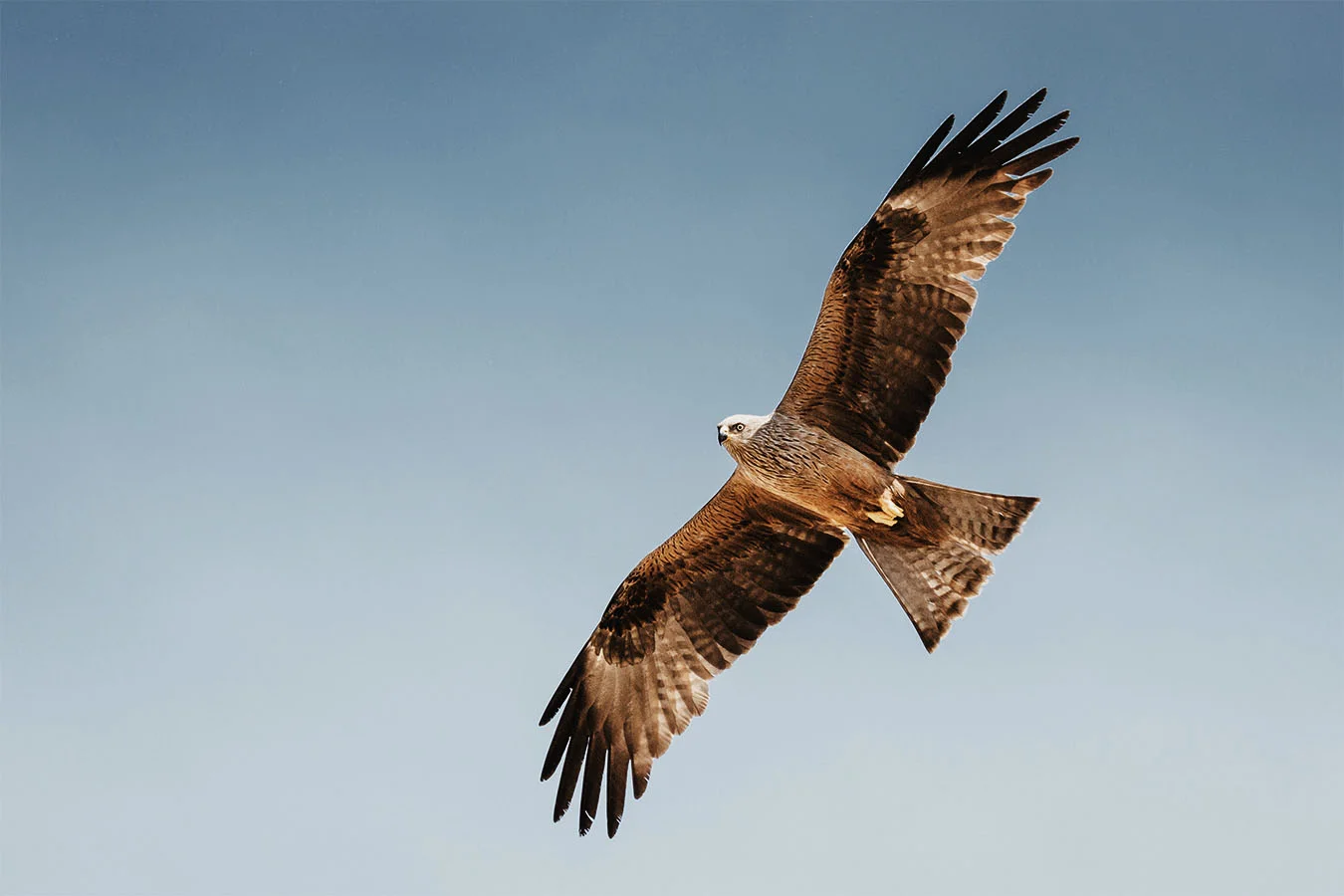 hawk.jpg