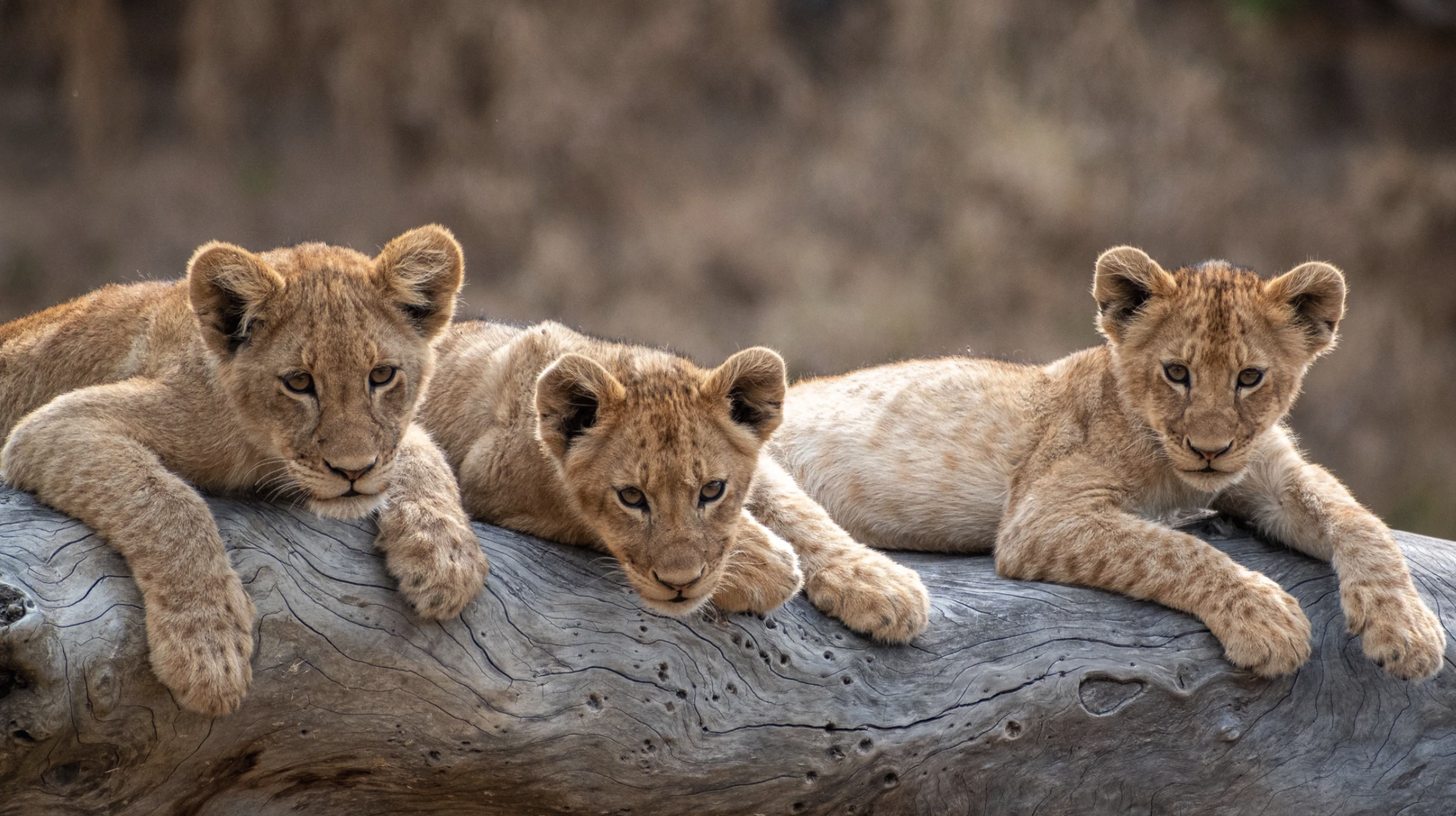 Screen Shot 2023-06-15 at 9.44.26 PM.png