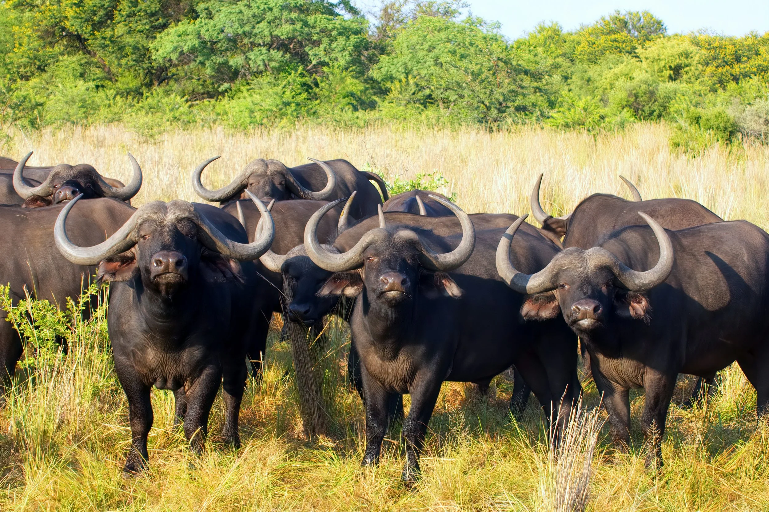 The Big 5: Buffalo