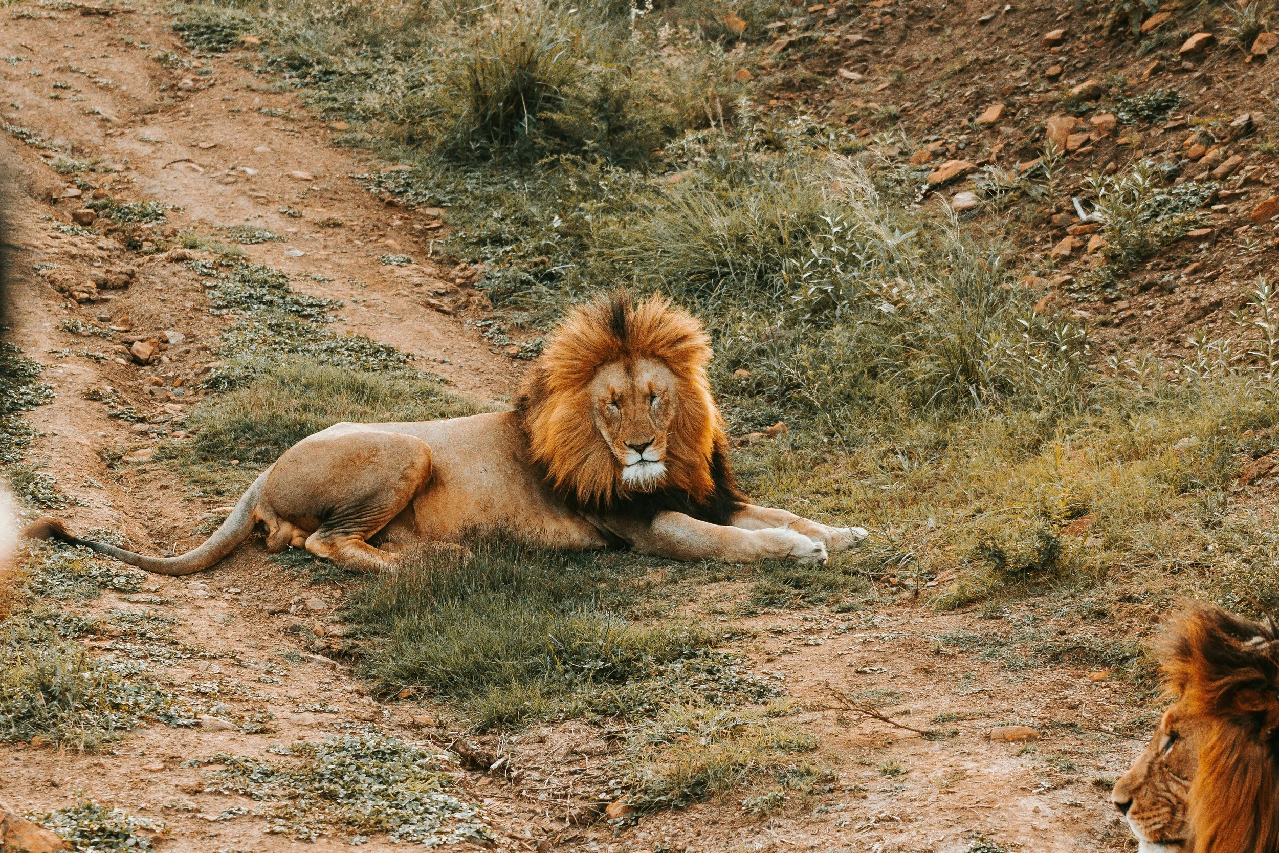 The Big 5: Lion