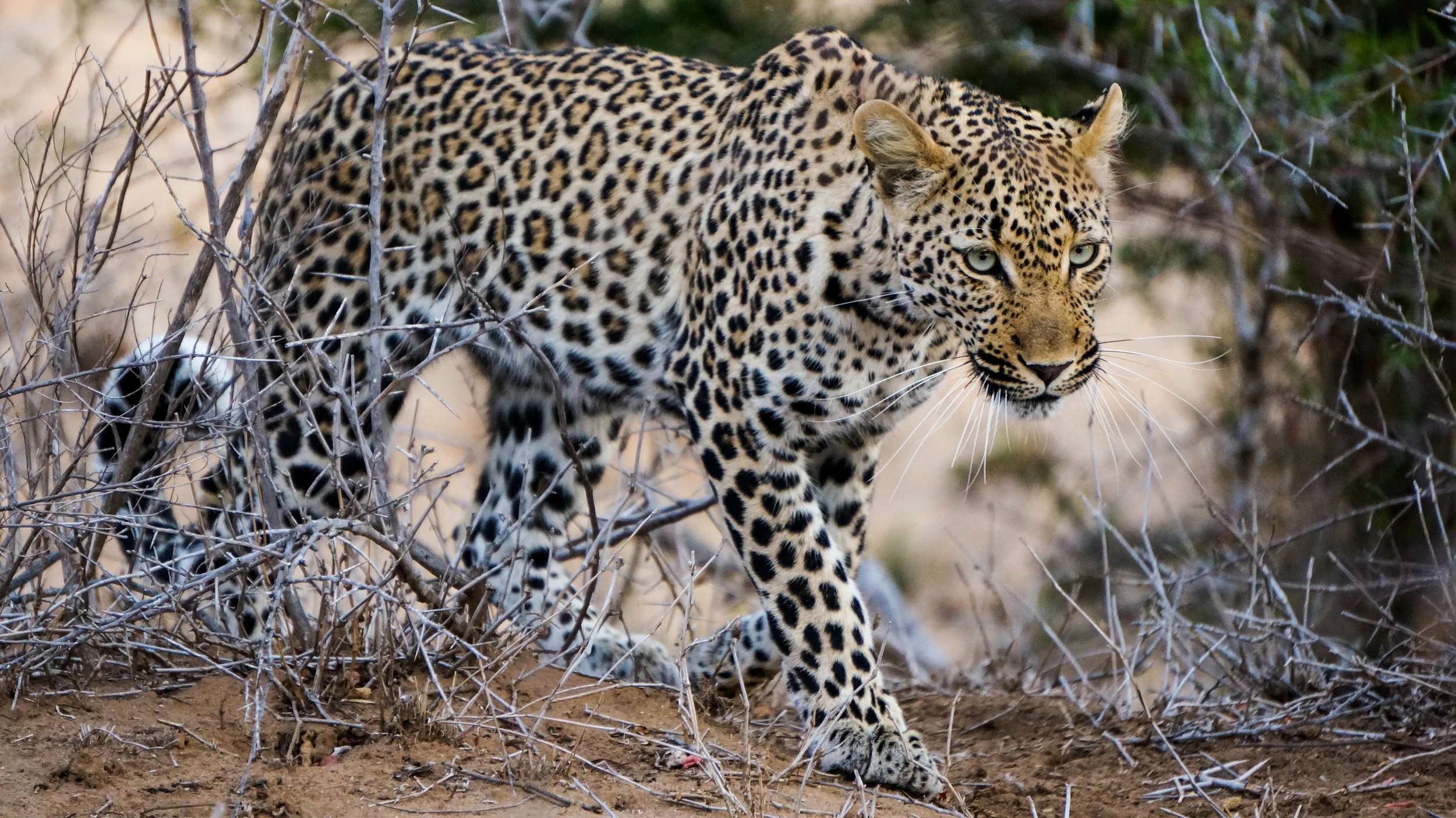 The Big 5: Leopard
