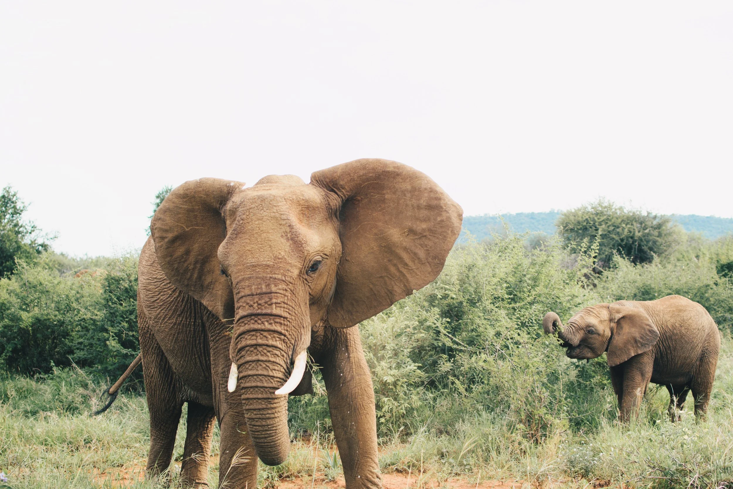 The Big 5: Elephant