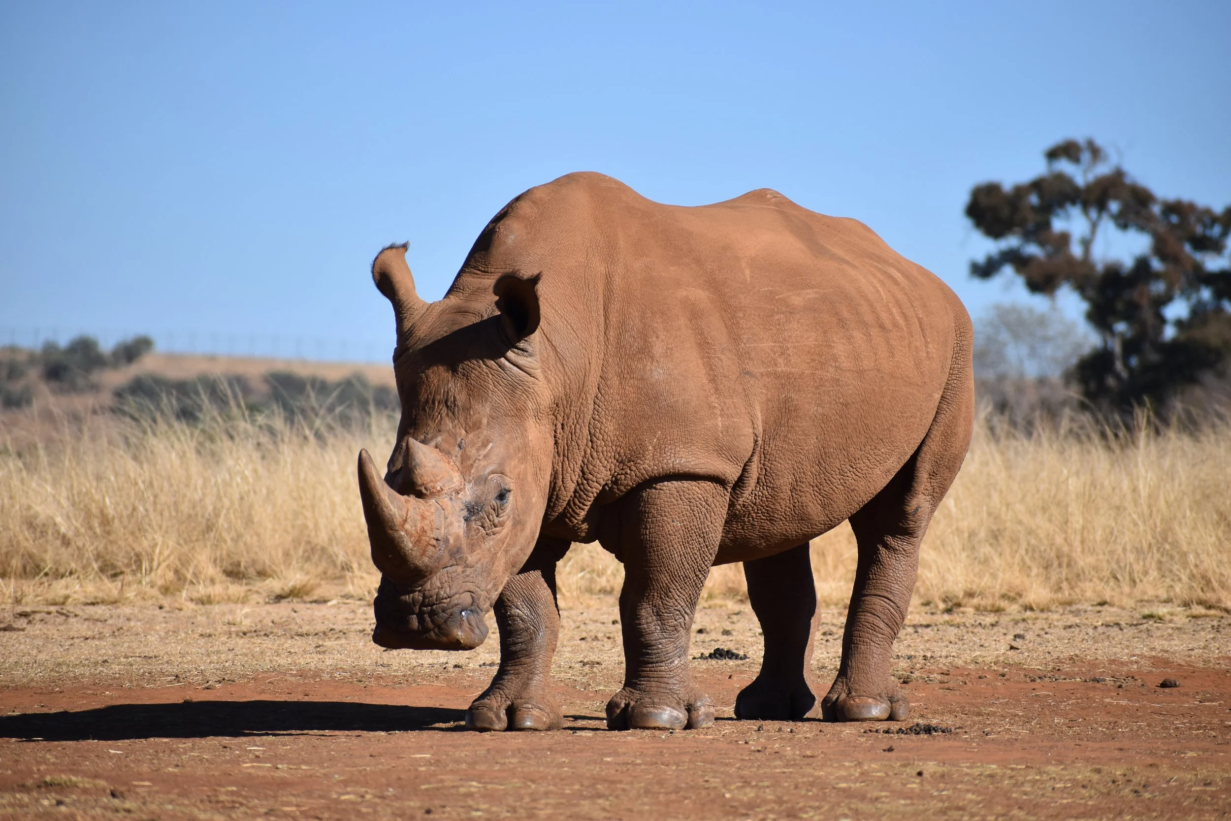 The Big 5: Rhinoceros