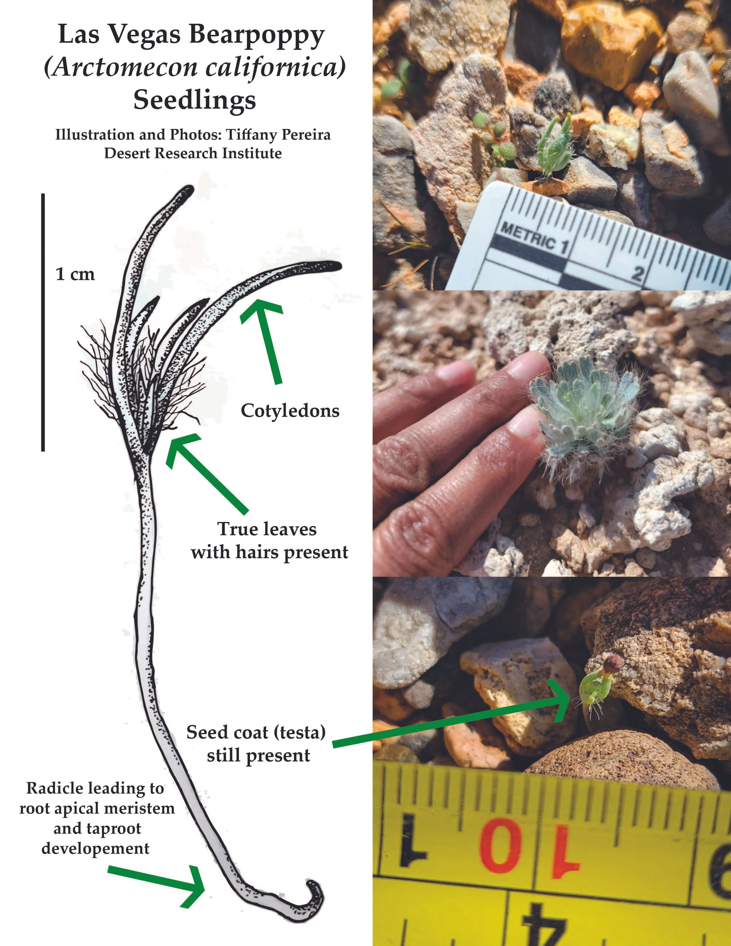 Bearpoppy Seedling_New-02-01.jpg