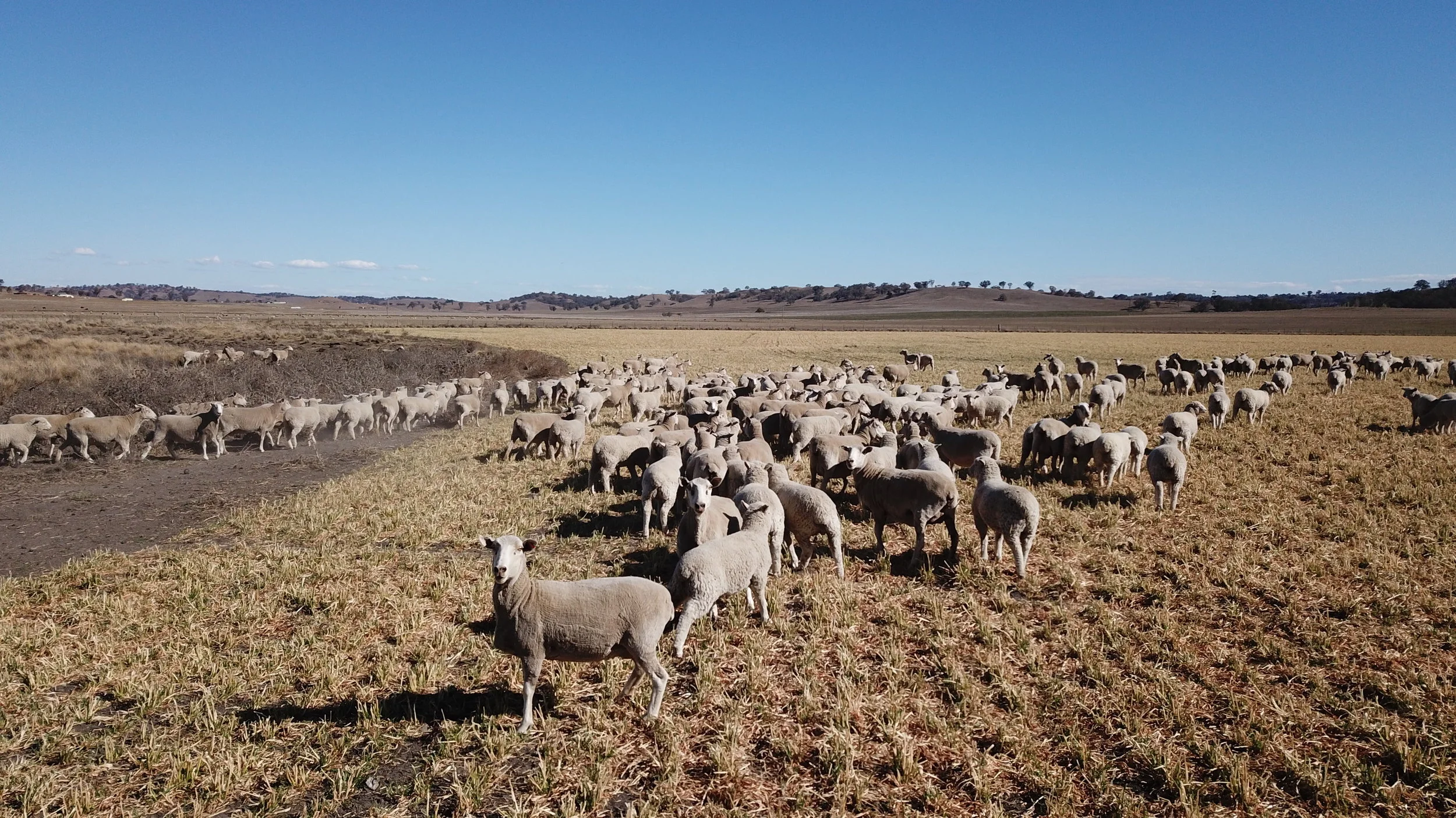 Banoon 1st cross Ewes