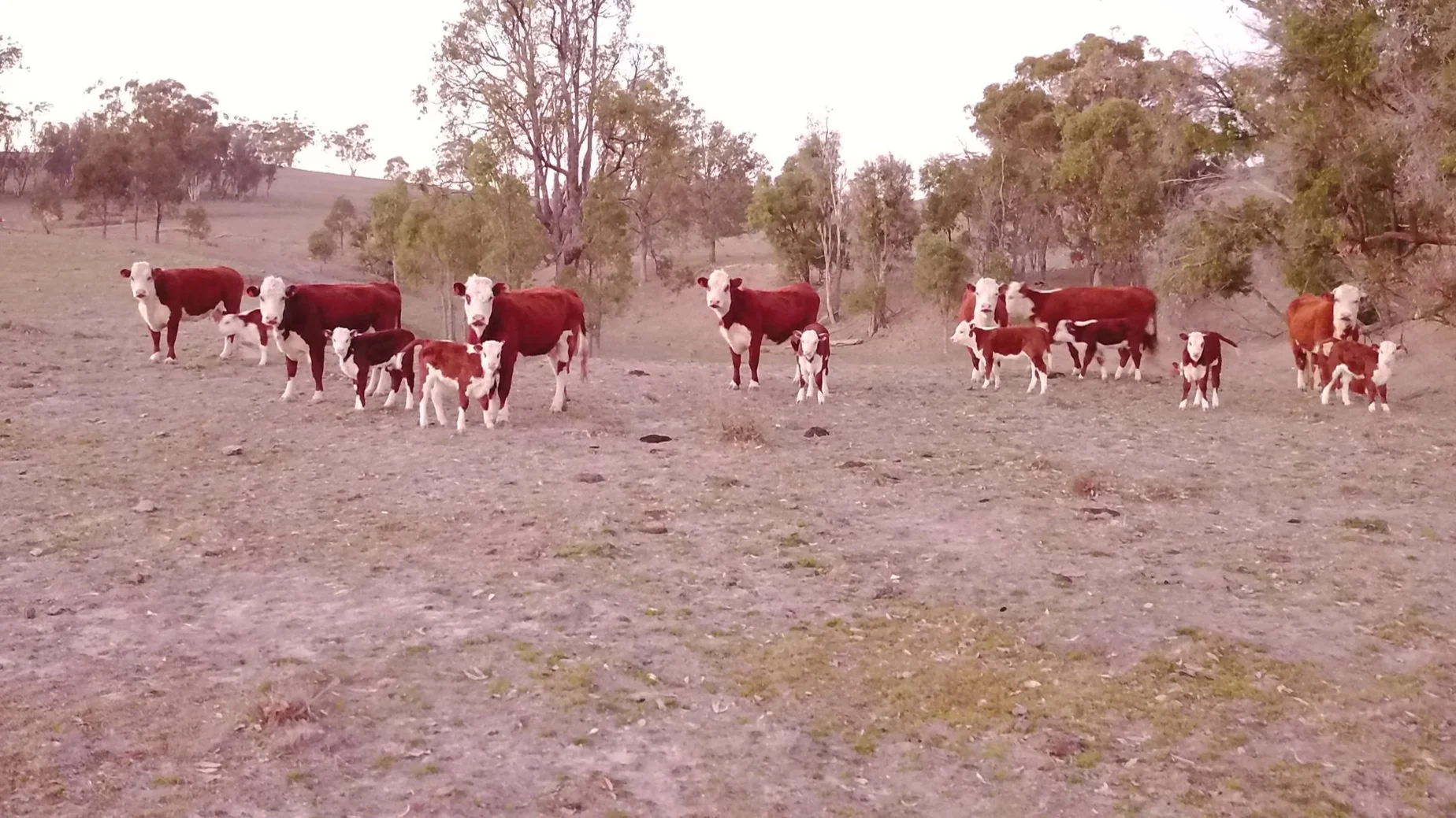 Banoon Hereford females