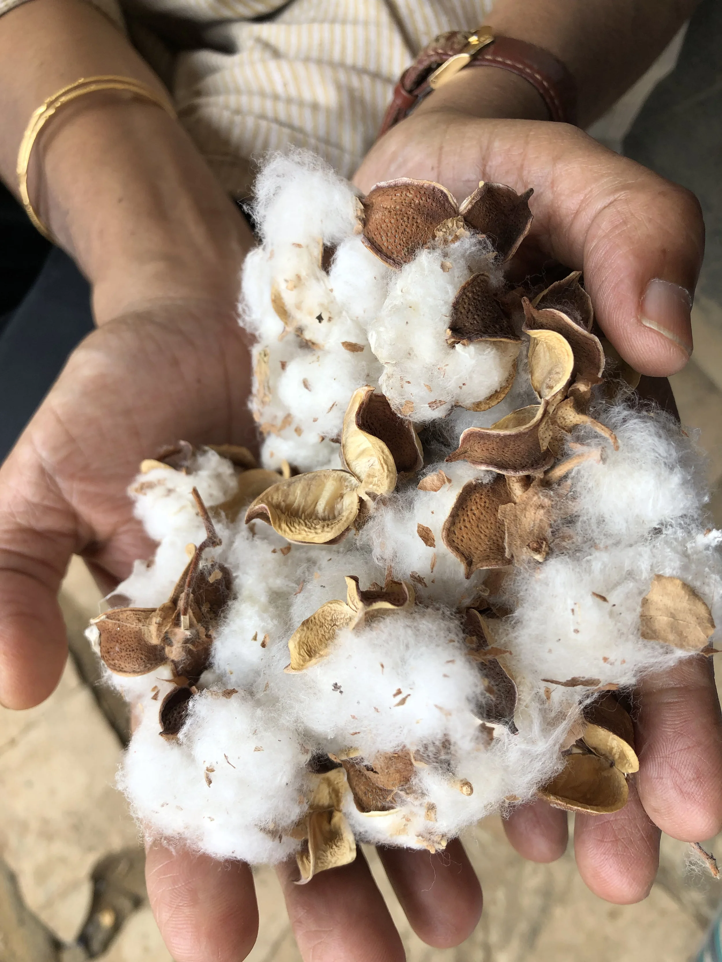 25_cotton.jpg
