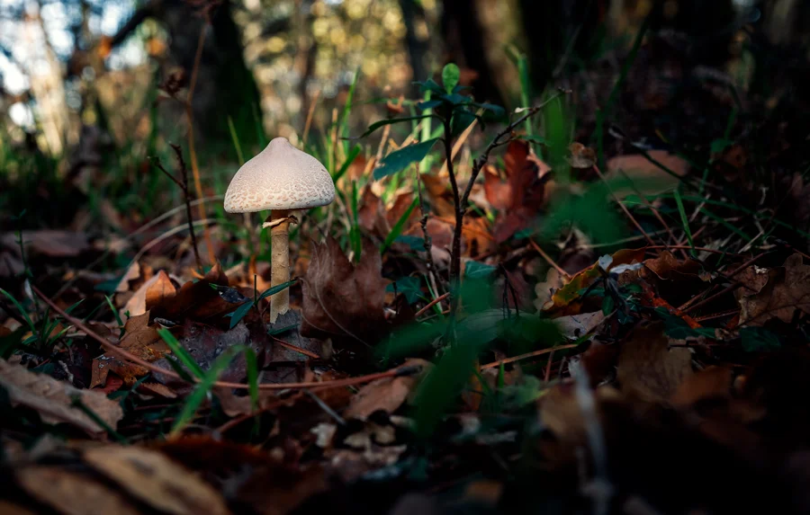 Forest Floor