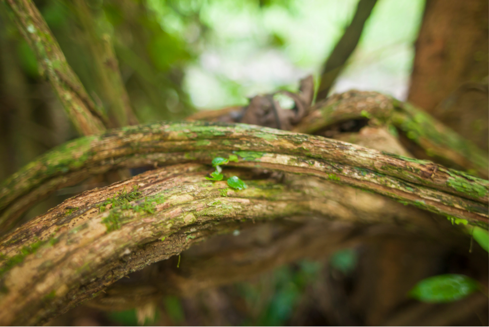 Ayahuasca como tratamiento: qué cuentan quienes la han experimentado y cómo entienden su curación