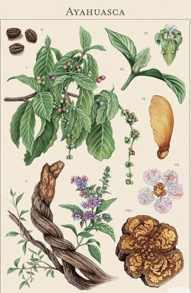 Microdosis de plantas maestras: qué propone Federico Infante y qué exige un uso responsable