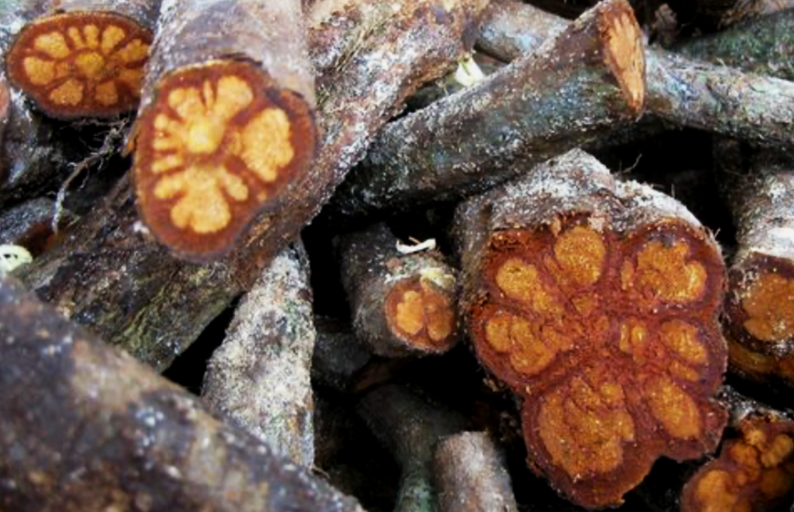 Ayahuasca bajo la lupa clínica