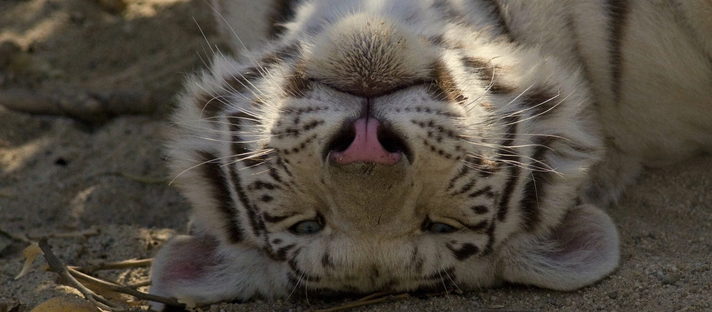 tiger_2_20170922_1925266499-view=image&format=raw&type=orig&id=277.jpg