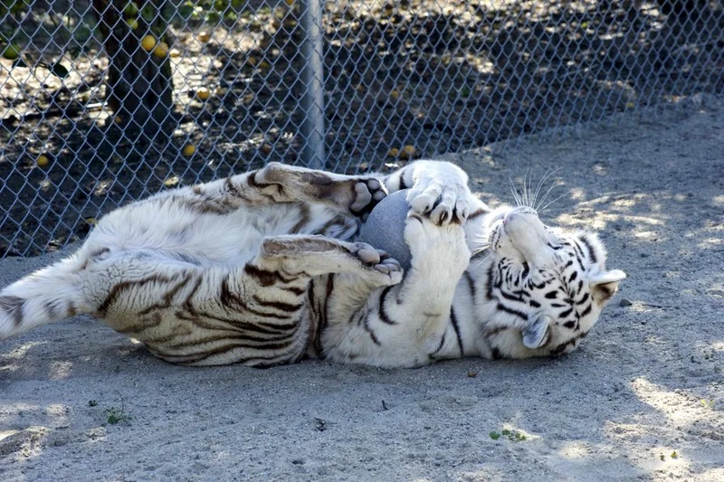 tiger_5_20170922_1004023811-view=image&format=raw&type=orig&id=280.jpg
