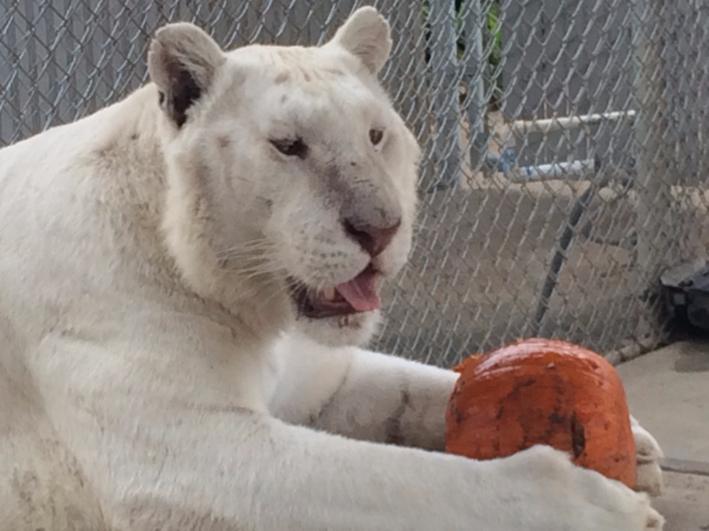 tigers_1_20170915_1428330022-view=image&format=raw&type=orig&id=189.png