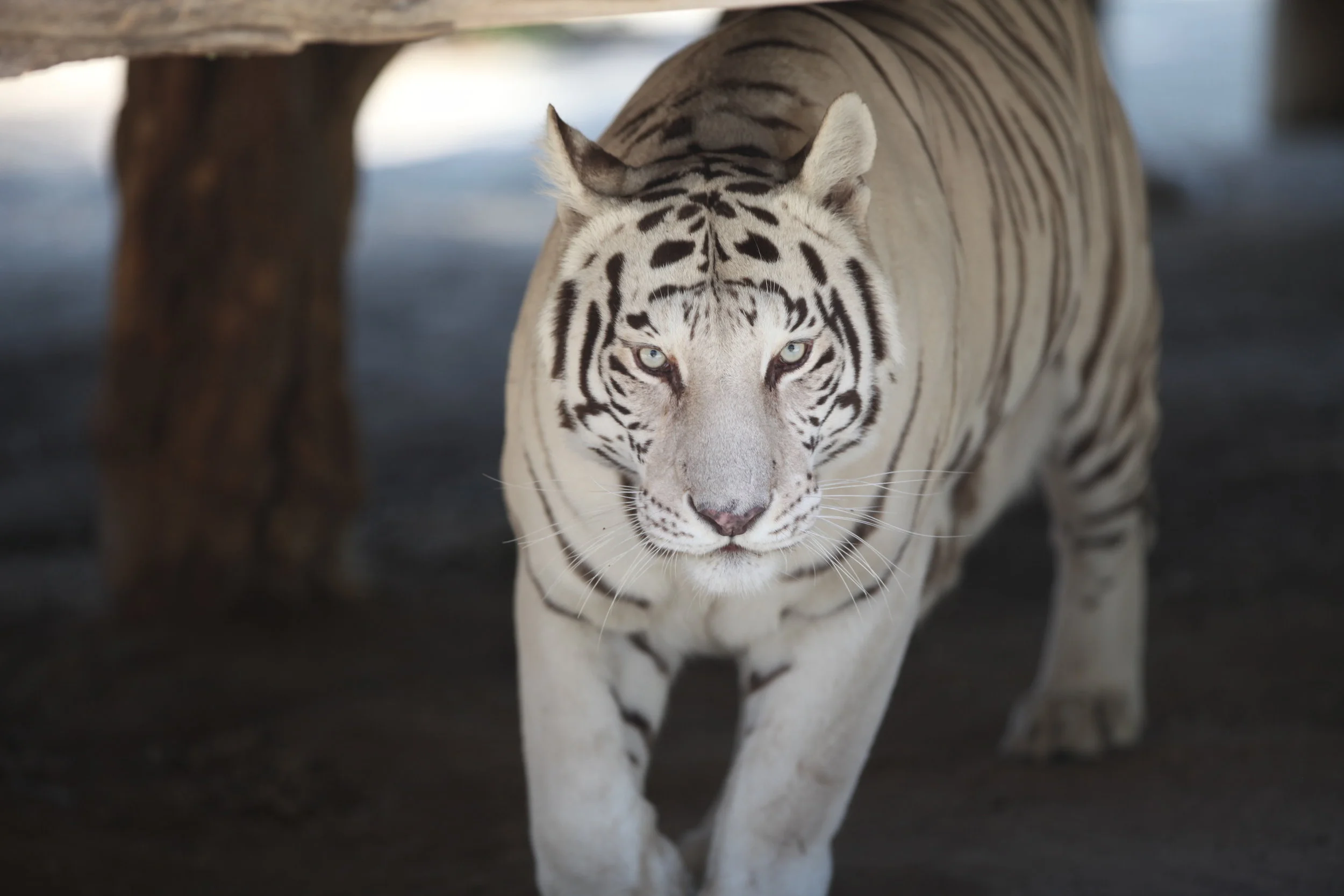 tigers_2_20170915_1078798025-view=image&format=raw&type=orig&id=190.jpg