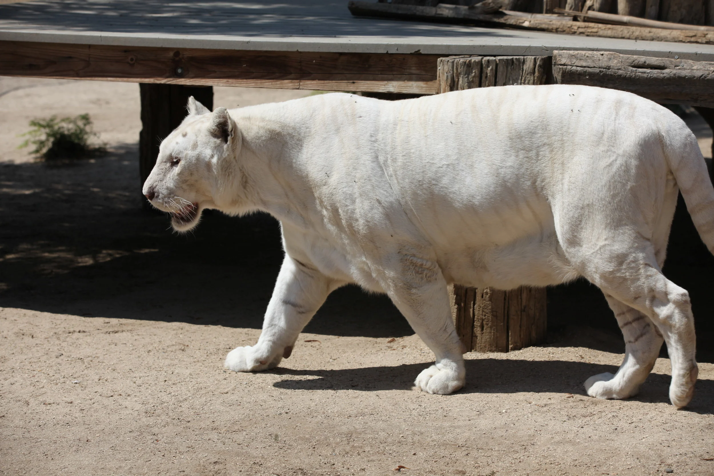 tigers_4_20170915_1692674821-view=image&format=raw&type=orig&id=192.jpg