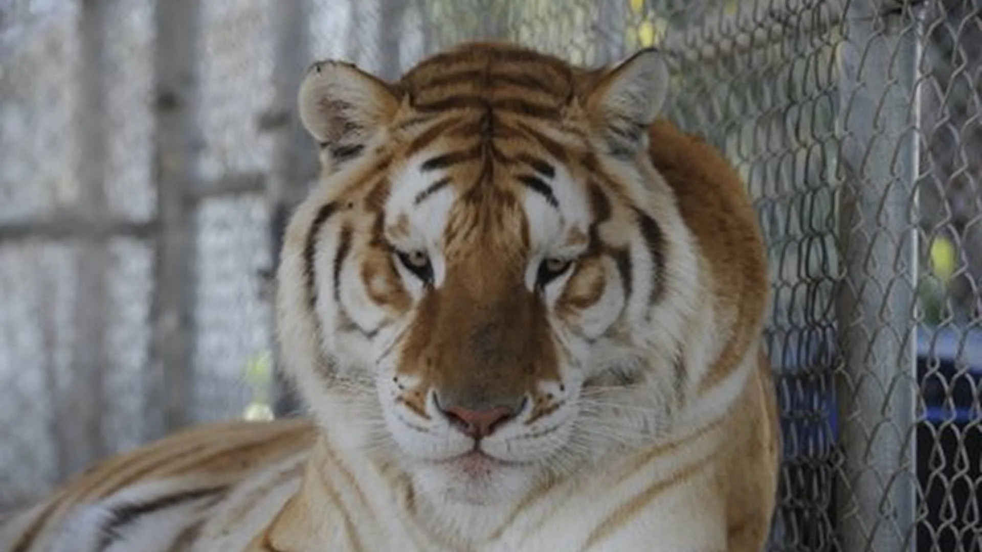 tigers_9_20170915_1398326907-view=image&format=raw&type=orig&id=188.jpg