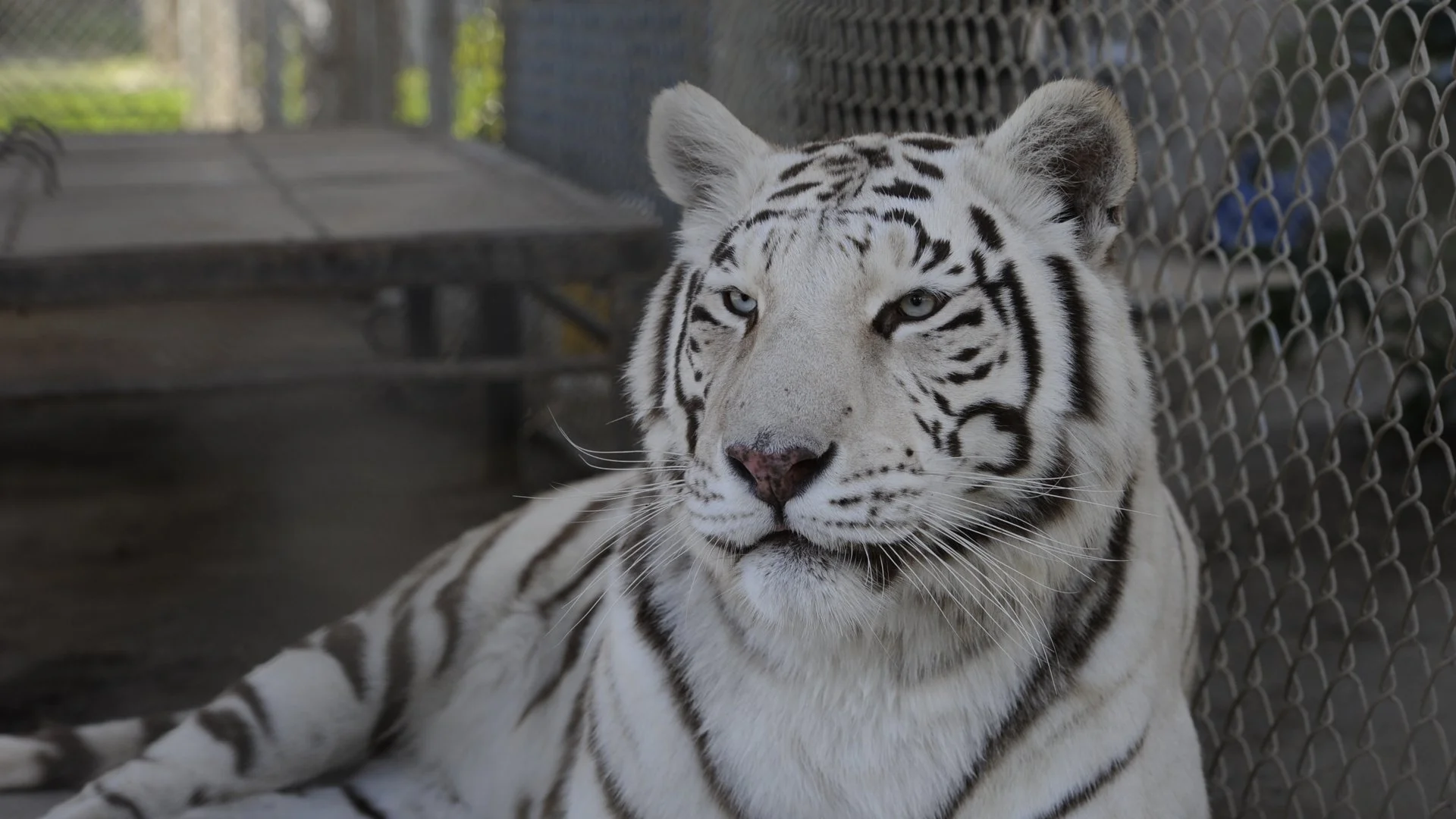 tigers_8_20170915_1438329529-view=image&format=raw&type=orig&id=187.jpg