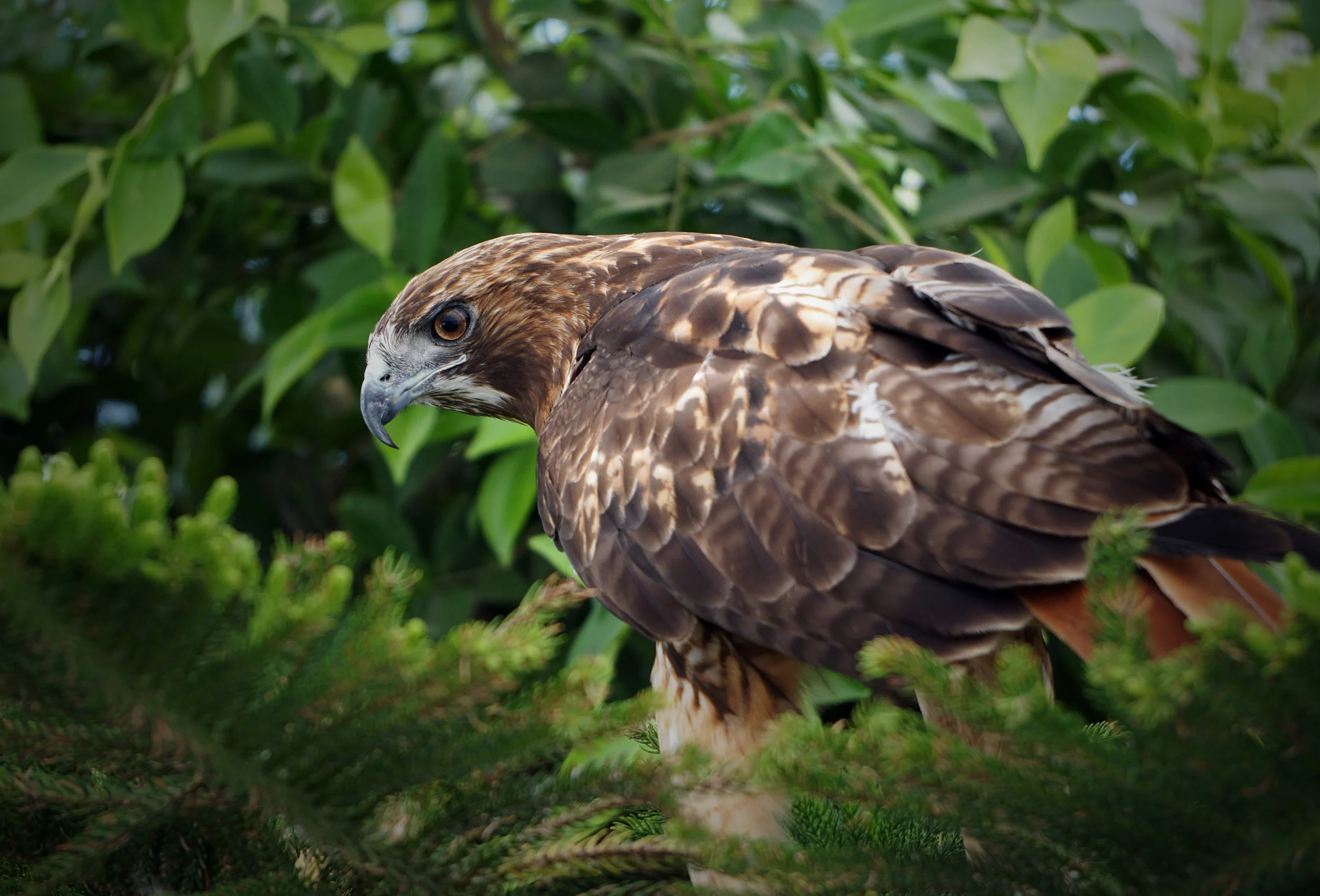 raptors_19_20170908_1158829011-view=image&format=raw&type=orig&id=163.jpg