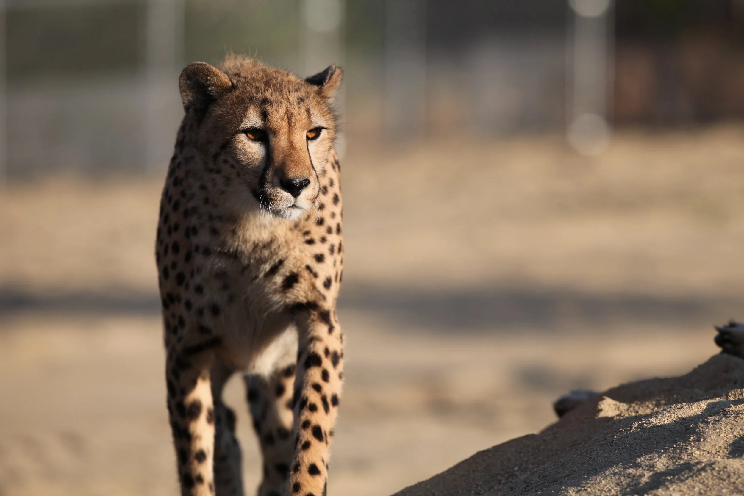 felines_4_20170922_1638145766-view=image&format=raw&type=orig&id=298.jpg