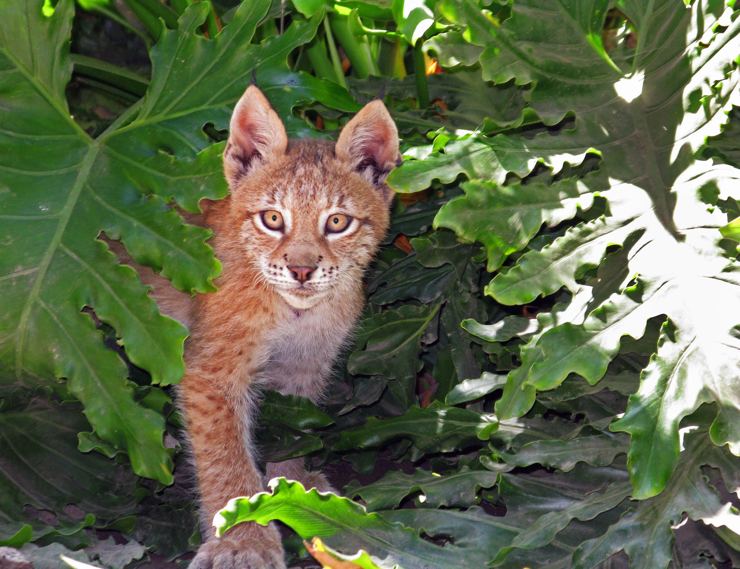 felines_4_20170915_1668688516-view=image&format=raw&type=orig&id=210.jpg