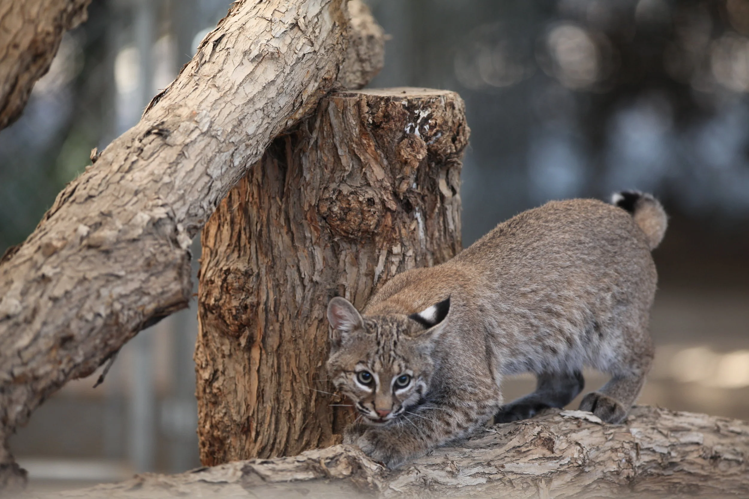 felines_6_20170915_1959437720-view=image&format=raw&type=orig&id=221.jpg