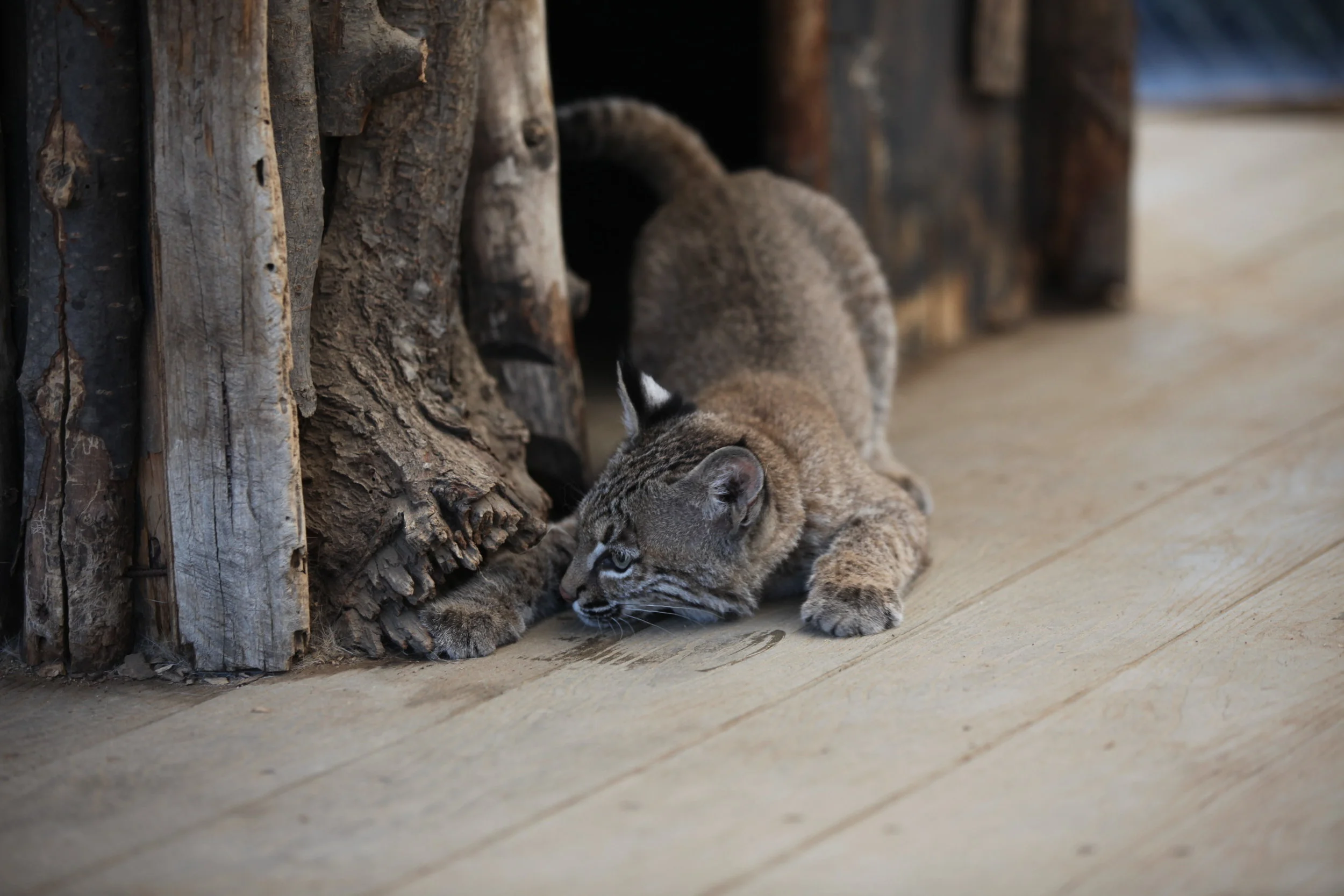 felines_8_20170915_1257298839-view=image&format=raw&type=orig&id=223.jpg